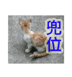 Street Cats(Taiwanese Version)（個別スタンプ：13）