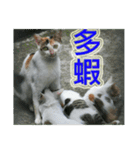 Street Cats(Taiwanese Version)（個別スタンプ：14）