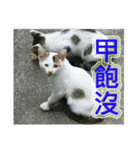 Street Cats(Taiwanese Version)（個別スタンプ：15）