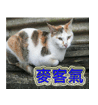 Street Cats(Taiwanese Version)（個別スタンプ：16）