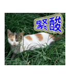 Street Cats(Taiwanese Version)（個別スタンプ：17）