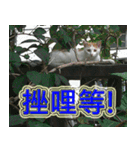 Street Cats(Taiwanese Version)（個別スタンプ：18）
