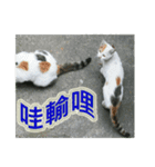 Street Cats(Taiwanese Version)（個別スタンプ：20）