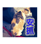 Street Cats(Taiwanese Version)（個別スタンプ：21）