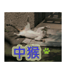 Street Cats(Taiwanese Version)（個別スタンプ：22）