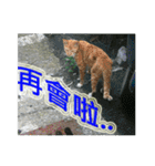 Street Cats(Taiwanese Version)（個別スタンプ：23）