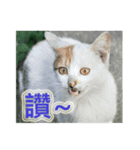 Street Cats(Taiwanese Version)（個別スタンプ：24）