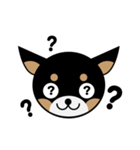 ブラックタンのチワワのひとりごと その2（個別スタンプ：1）
