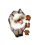 Thunderbolt cat（個別スタンプ：6）