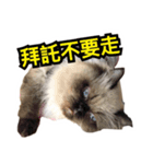 Thunderbolt cat（個別スタンプ：7）