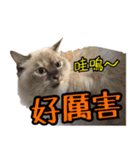 Thunderbolt cat（個別スタンプ：19）