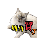 Thunderbolt cat（個別スタンプ：23）