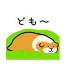 暮らしに寄り添うモルモット2（個別スタンプ：2）
