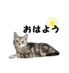 猫分補給（個別スタンプ：1）