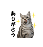 猫分補給（個別スタンプ：3）