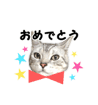 猫分補給（個別スタンプ：6）