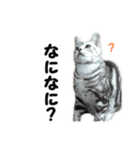 猫分補給（個別スタンプ：13）