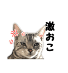 猫分補給（個別スタンプ：21）