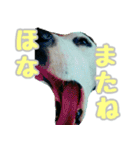 ラブたん（個別スタンプ：4）