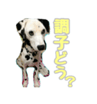 ラブたん（個別スタンプ：6）
