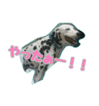 ラブたん（個別スタンプ：10）