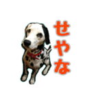 ラブたん（個別スタンプ：15）