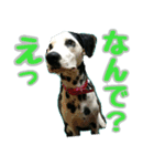ラブたん（個別スタンプ：33）