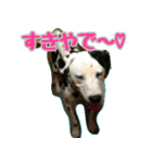 ラブたん（個別スタンプ：39）