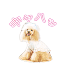 愛犬ポッチ（個別スタンプ：3）