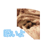 愛犬ポッチ（個別スタンプ：4）