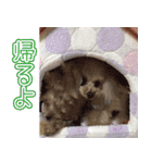 愛犬ポッチ（個別スタンプ：6）