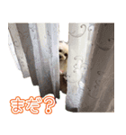 愛犬ポッチ（個別スタンプ：8）