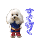 愛犬ポッチ（個別スタンプ：10）