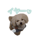 愛犬ポッチ（個別スタンプ：13）