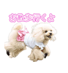 愛犬ポッチ（個別スタンプ：15）