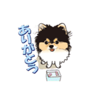 ポメラニアンMAX（個別スタンプ：1）