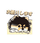 ポメラニアンMAX（個別スタンプ：2）