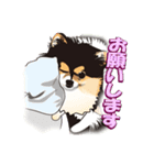 ポメラニアンMAX（個別スタンプ：6）