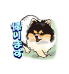 ポメラニアンMAX（個別スタンプ：8）