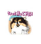 ポメラニアンMAX（個別スタンプ：10）