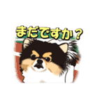ポメラニアンMAX（個別スタンプ：11）