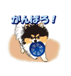 ポメラニアンMAX（個別スタンプ：12）
