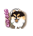 ポメラニアンMAX（個別スタンプ：15）