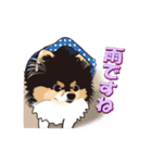 ポメラニアンMAX（個別スタンプ：18）