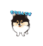ポメラニアンMAX（個別スタンプ：19）