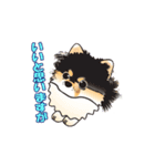 ポメラニアンMAX（個別スタンプ：20）