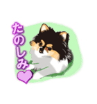 ポメラニアンMAX（個別スタンプ：22）