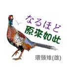 Taiwan wild bird series_3 by Gerald Her（個別スタンプ：1）