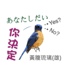 Taiwan wild bird series_3 by Gerald Her（個別スタンプ：3）