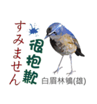 Taiwan wild bird series_3 by Gerald Her（個別スタンプ：8）